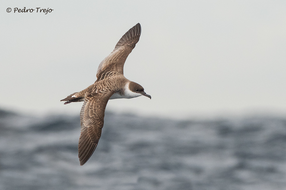 Pardela capirotada (Puffinus gravis)